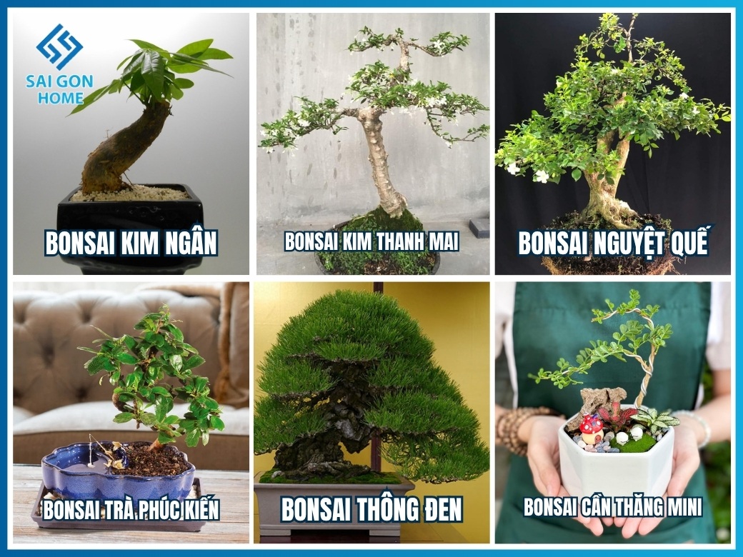 31+ loại cây cảnh bonsai mini để bàn đẹp hợp PHONG THỦY 13 Nhóm cây bonsai mini phong thủy và độc lạ