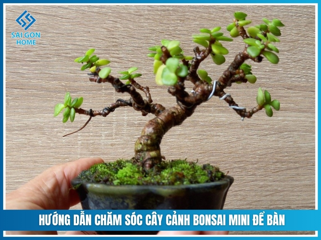 31+ loại cây cảnh bonsai mini để bàn đẹp hợp PHONG THỦY 14 Hướng dẫn chăm sóc cây cảnh bonsai mini để bàn
