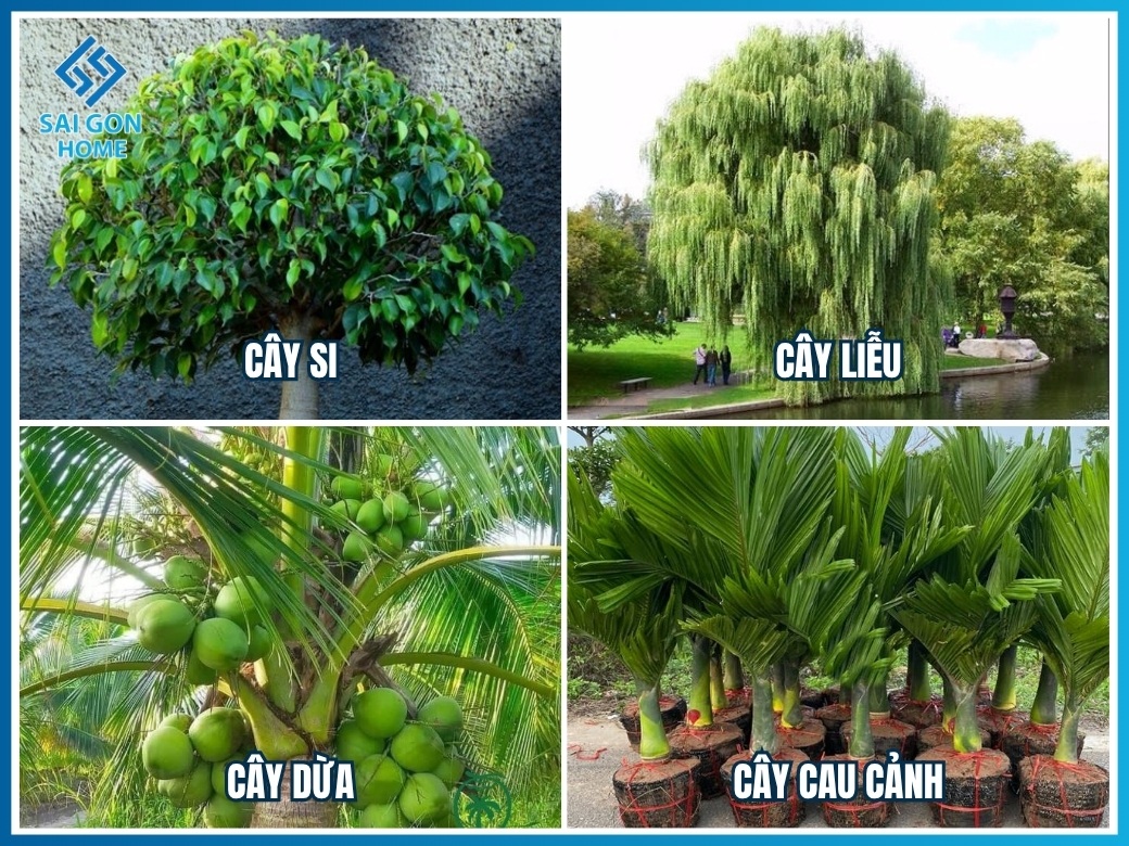 20 loại cây cảnh trồng hồ cá Koi đẹp hợp PHONG THỦY 11 Cây lớn tạo bóng mát quanh hồ cá Koi