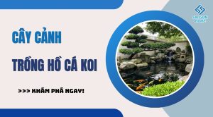 20 loại cây cảnh trồng hồ cá Koi đẹp hợp PHONG THỦY - Sanvuondep.net.vn
