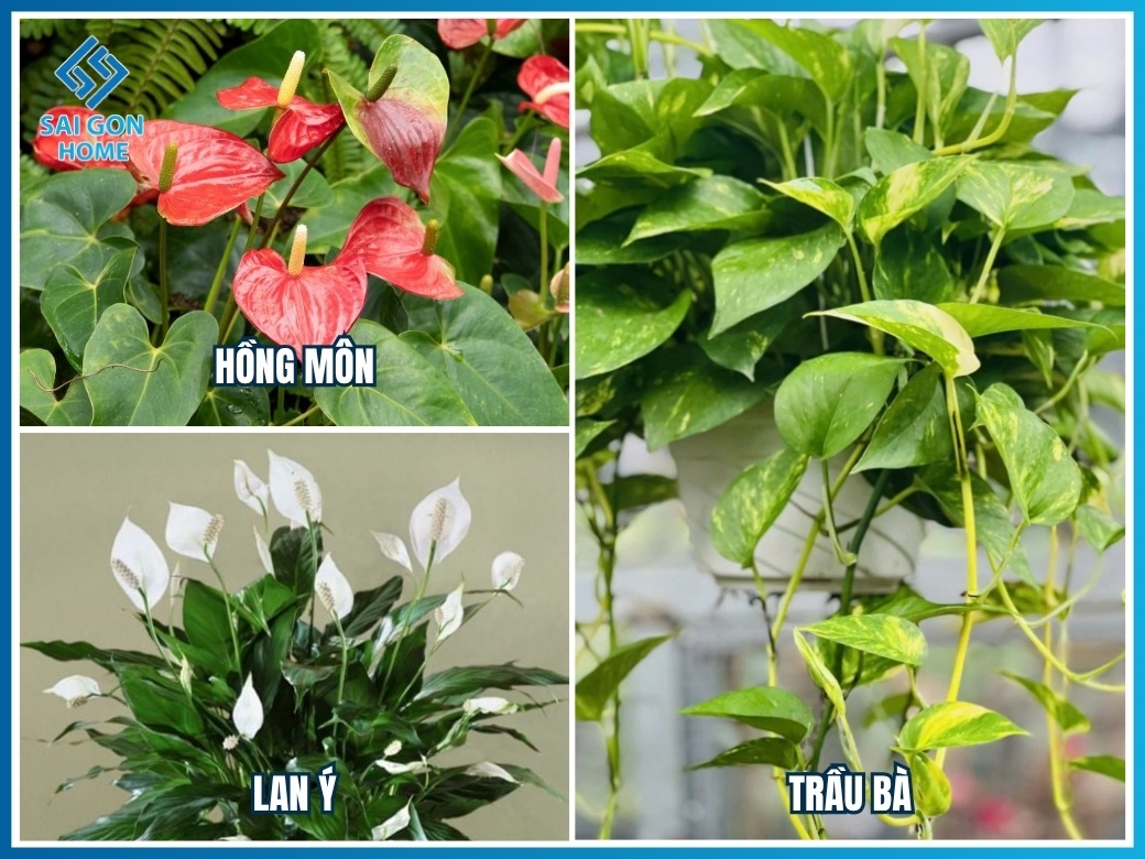 20 loại cây cảnh trồng hồ cá Koi đẹp hợp PHONG THỦY 13 Cây họ ráy trang trí quanh hồ cá Koi
