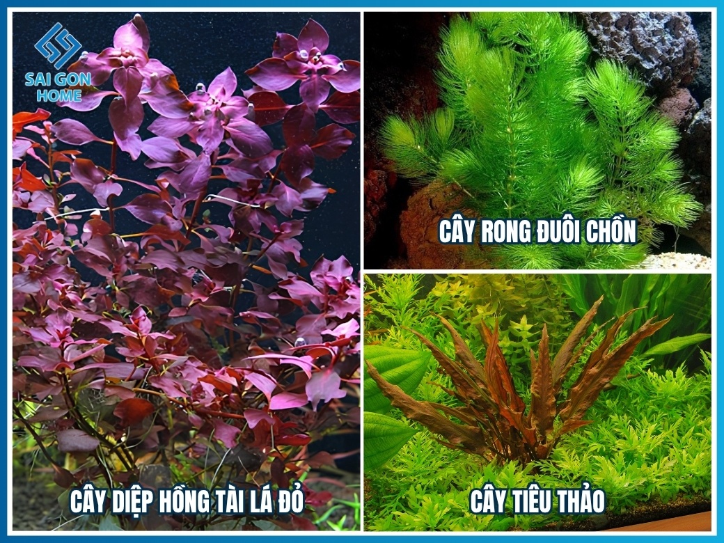 20 loại cây cảnh trồng hồ cá Koi đẹp hợp PHONG THỦY 14 Cây thủy sinh trồng trong hồ cá Koi