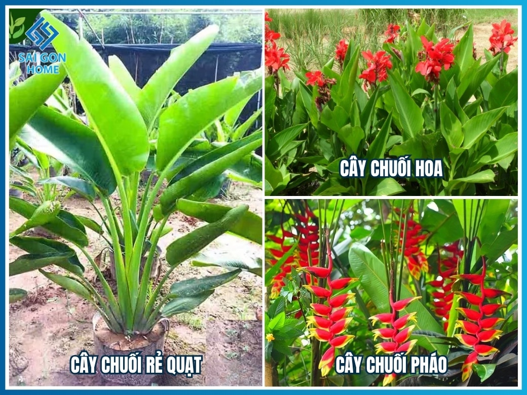 20 loại cây cảnh trồng hồ cá Koi đẹp hợp PHONG THỦY 15 Cây họ chuối trang trí quanh hồ cá Koi