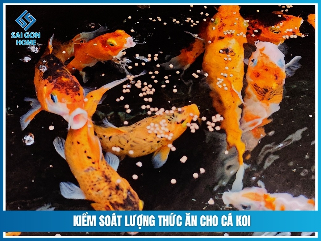 8 cách làm trong nước hồ cá Koi nhanh AN TOÀN hiệu quả 9 Kiểm soát lượng thức ăn cho cá